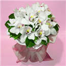 https://bonovo.isisflor.com/fileuploads/Produtos/Bouquets e Ramos/thumb__Bouquet_de_Orquideas_01.jpg